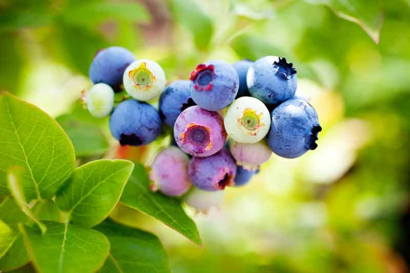 Blåbær busk