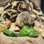 Skildpadde der spiser agurk