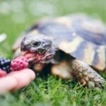 Skildpadde spiser bær