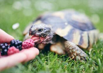 Skildpadde spiser bær