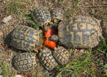 Skildpadder med tomater