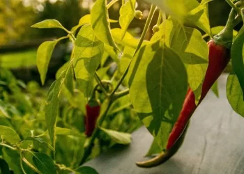 Rødd chili på plante
