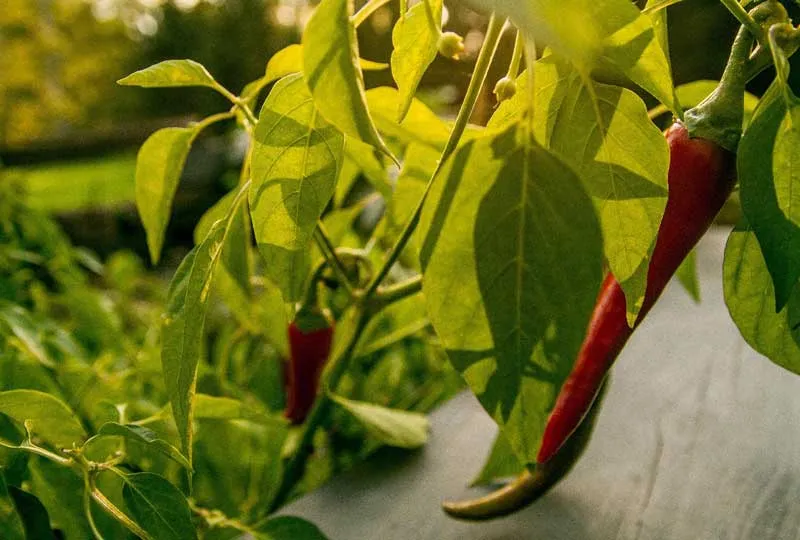 Rødd chili på plante