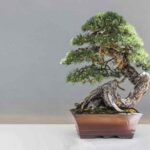 Lille bonsai træ