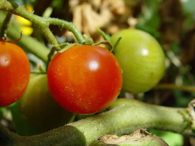 Tomatplante der hænger
