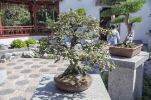 Flot bonsai træ