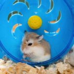 Hamster i hjul