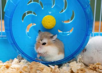 Hamster i hjul