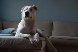 Hund i sofaen