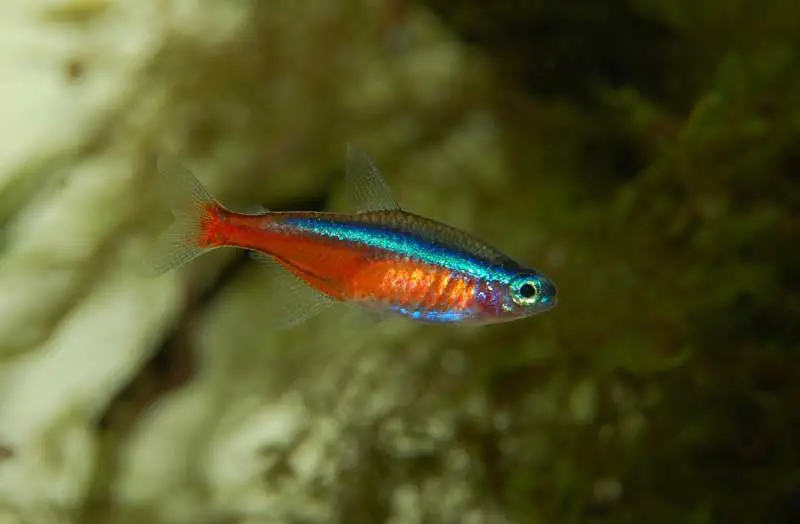 Neon fisk
