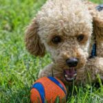 Puddelhund med bold