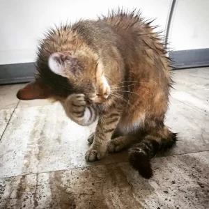 Våd kat